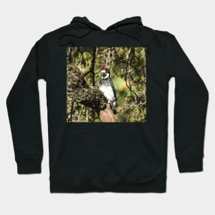 Acorn woodpecker, birds, wildlife, gifts Hoodie